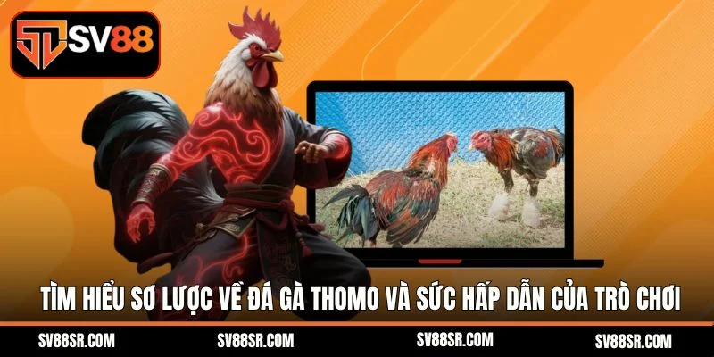 Tìm hiểu sơ lược về đá gà thomo và sức hấp dẫn của trò chơi